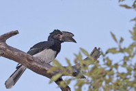 Bycanistes bucinator